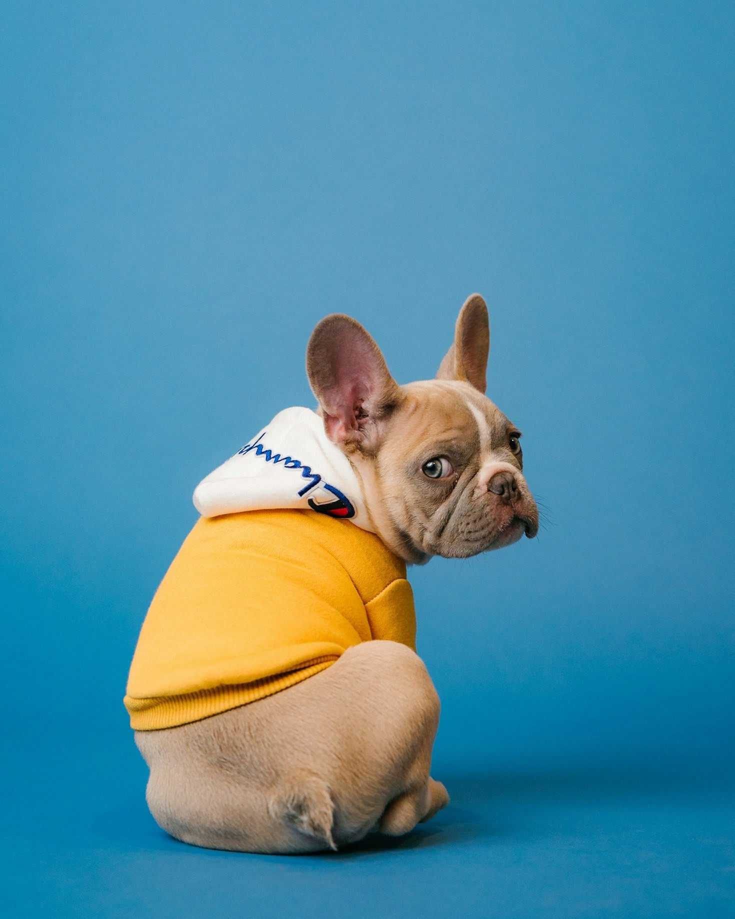 10 Ways to Make Your Dog Happier