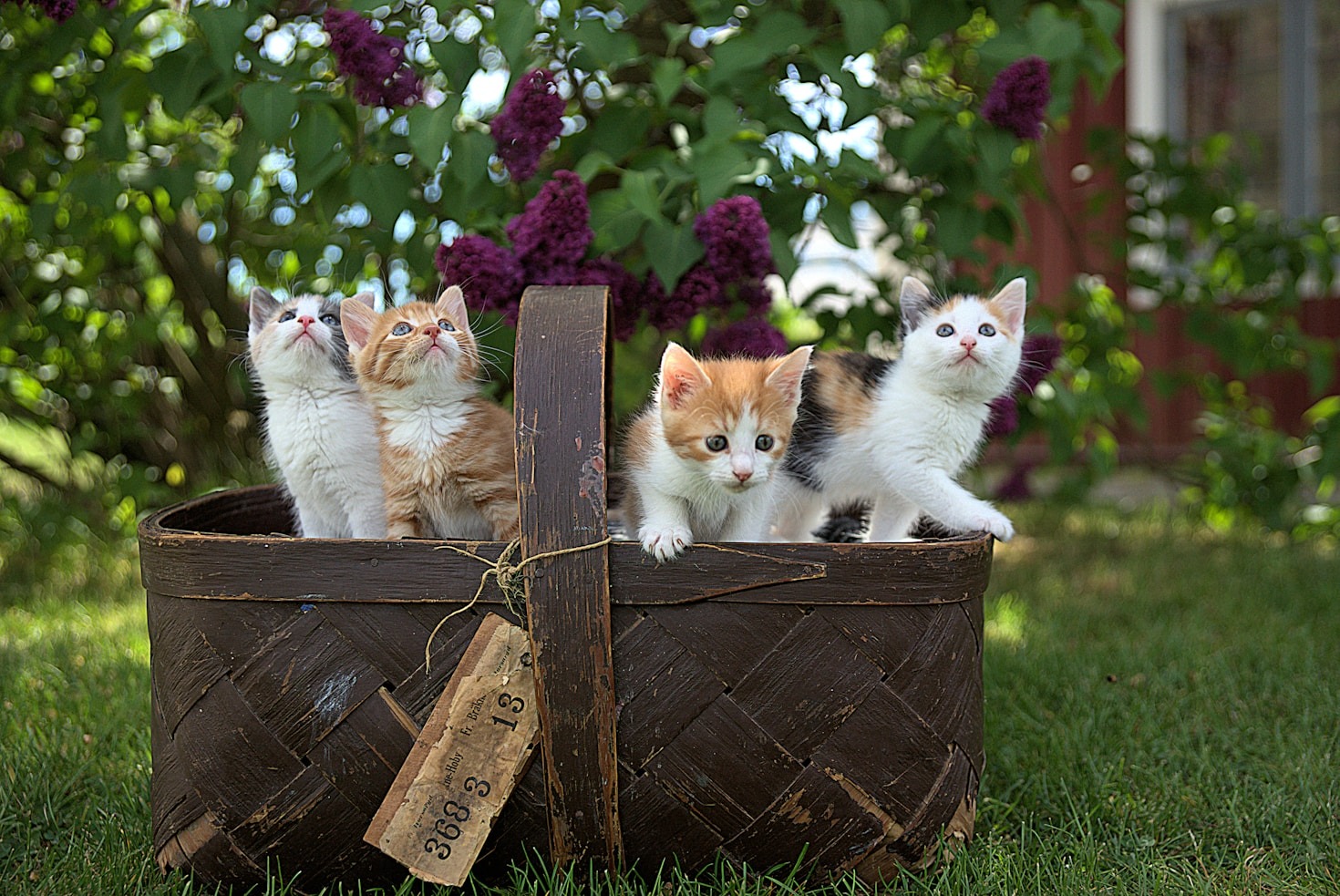 The Ultimate Guide to Cat Nutrition