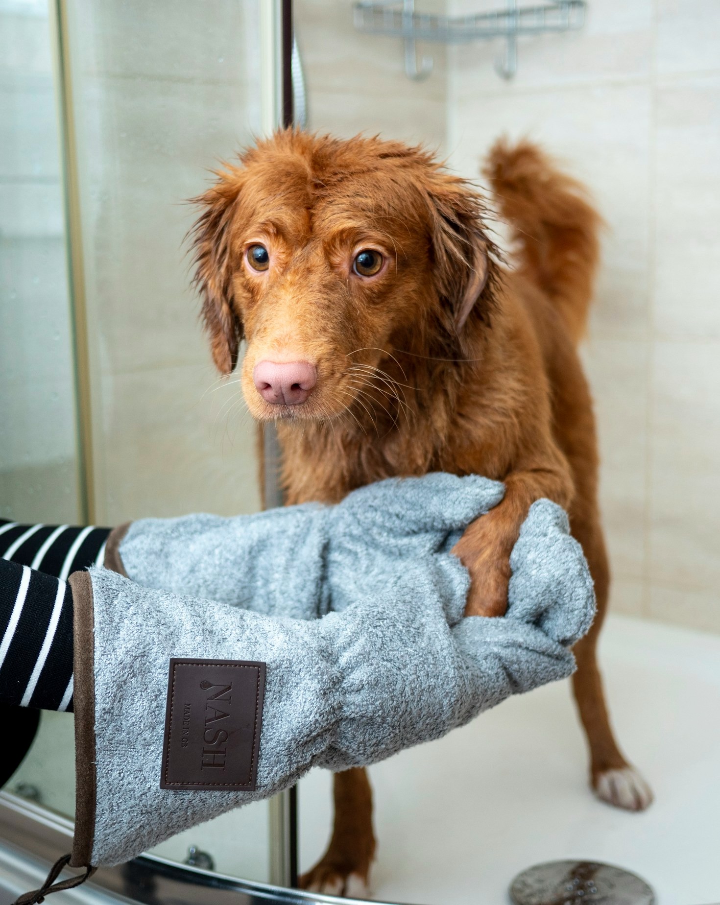 Heartwarming Stories of Rescue Pets