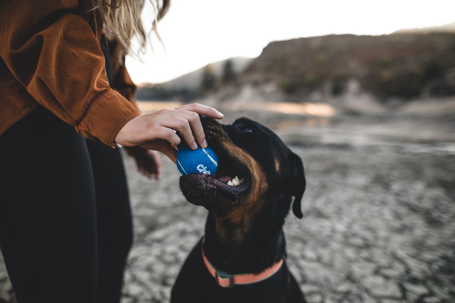 Top 5 Dog Breeds for Families