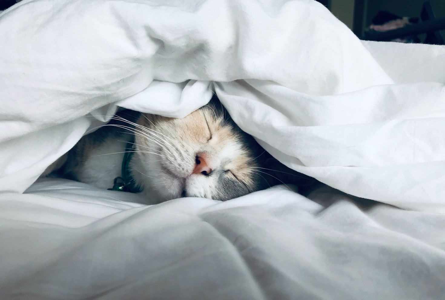 How to Train Your Cat: Tips and Tricks