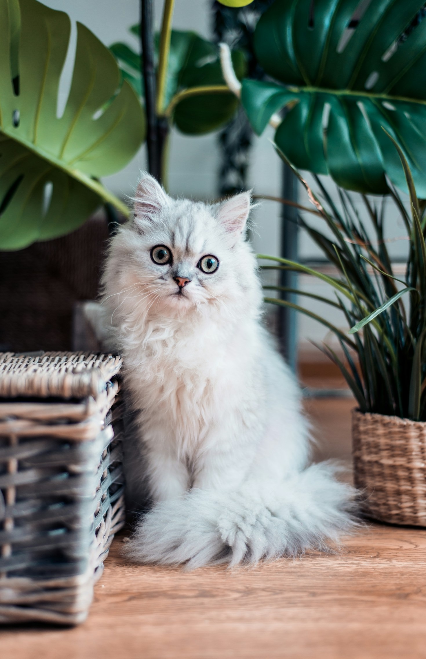 The Science Behind the Human-Pet Bond