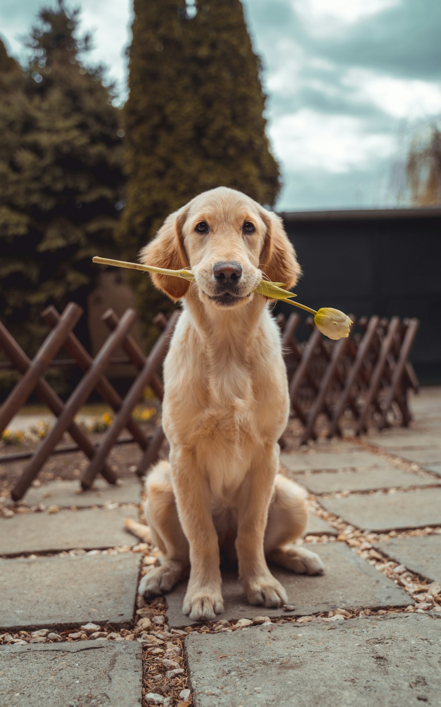 How to Choose the Right Pet for Your Lifestyle