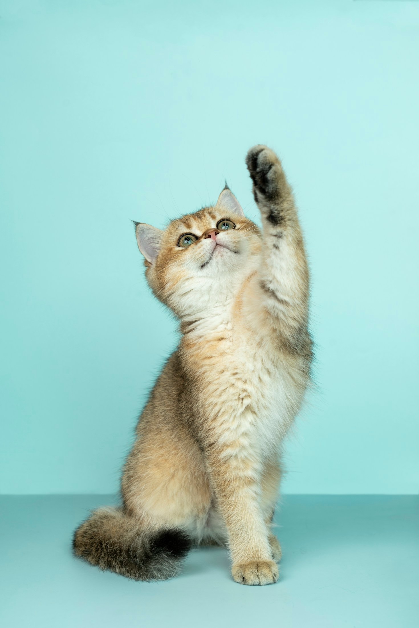 The Whispers We’ve Believed: Debunking the Common Myths About Our Dogs and Cats